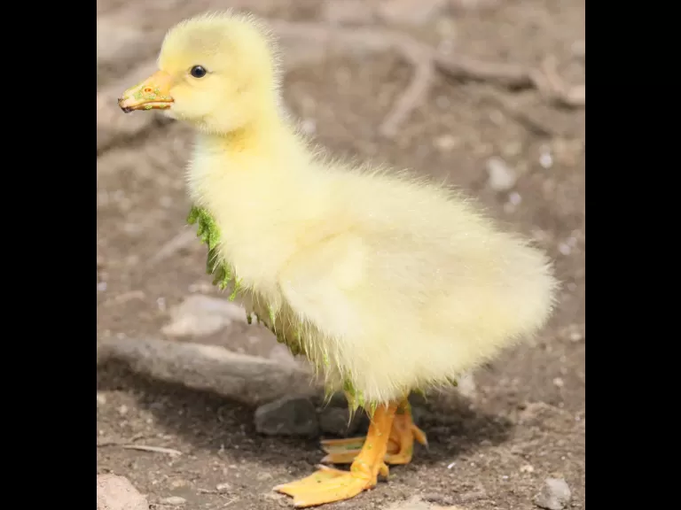 A domestic goose gosling at Hager Pond in Marlborough, photographed by Steve Forman.