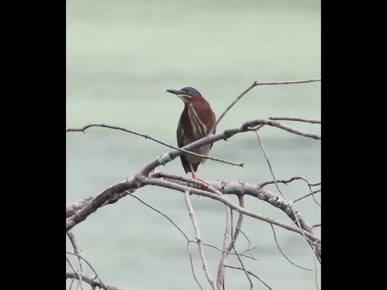 A domestic goose gosling at Hager Pond in Marlborough, photographed by Steve Forman.