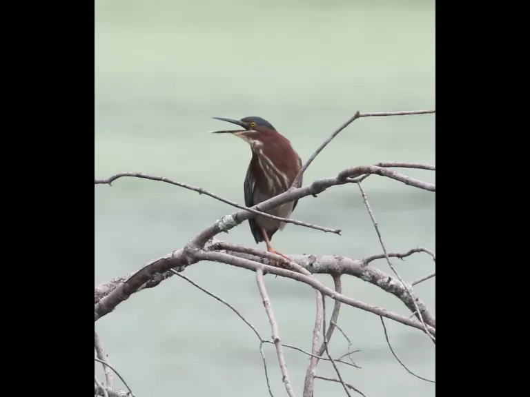 A domestic goose gosling at Hager Pond in Marlborough, photographed by Steve Forman.