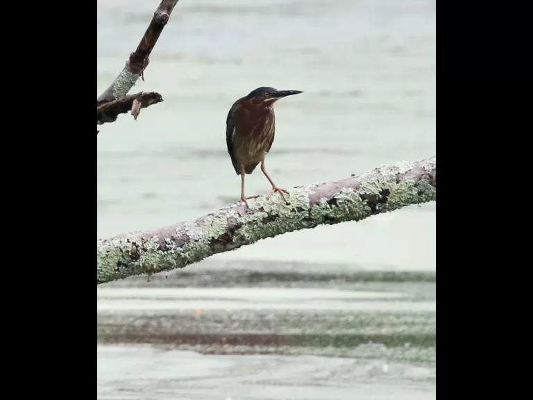 A domestic goose gosling at Hager Pond in Marlborough, photographed by Steve Forman.