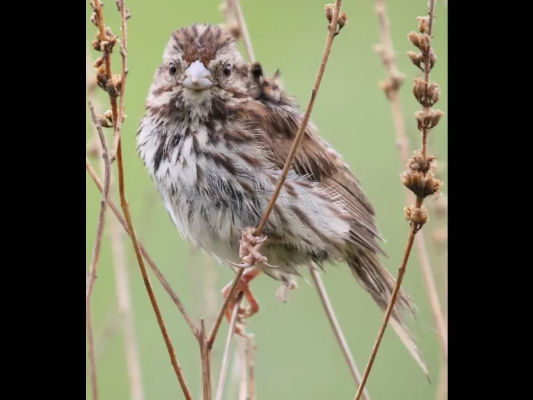 A song sparrow at Breakneck Hill Conservation Land in Southborough, photographed by Steve Forman.