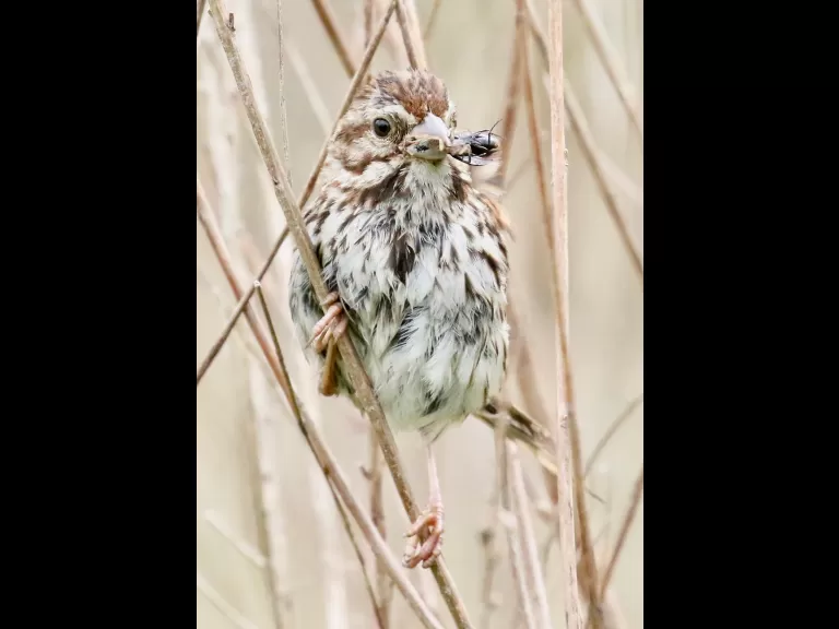 A song sparrow at Breakneck Hill Conservation Land in Southborough, photographed by Steve Forman.
