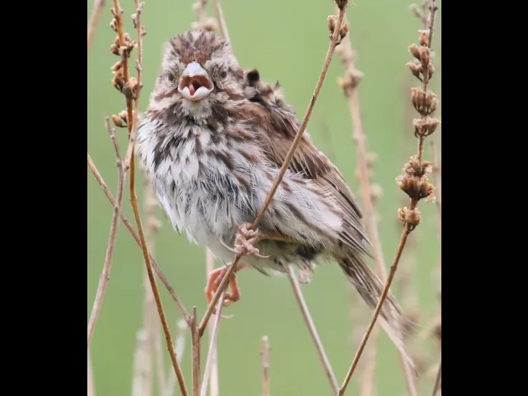 A song sparrow at Breakneck Hill Conservation Land in Southborough, photographed by Steve Forman.