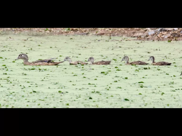 Wood ducks at Grist Mill Pond in Sudbury, photographed by Steve Forman.