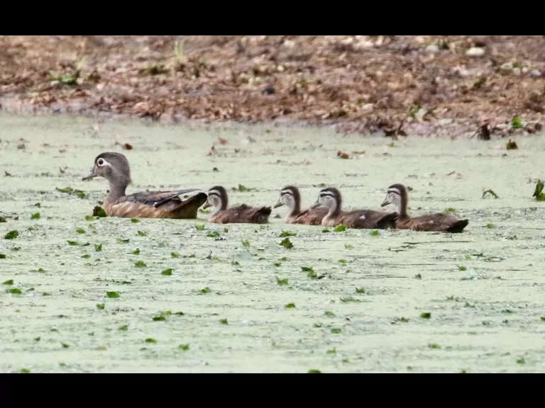 Wood ducks at Grist Mill Pond in Sudbury, photographed by Steve Forman.