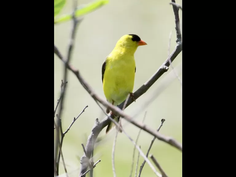 An American goldfinch at Farm Pond in Framingham, photographed by Steve Forman.