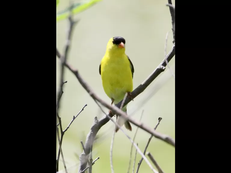 An American goldfinch at Farm Pond in Framingham, photographed by Steve Forman.