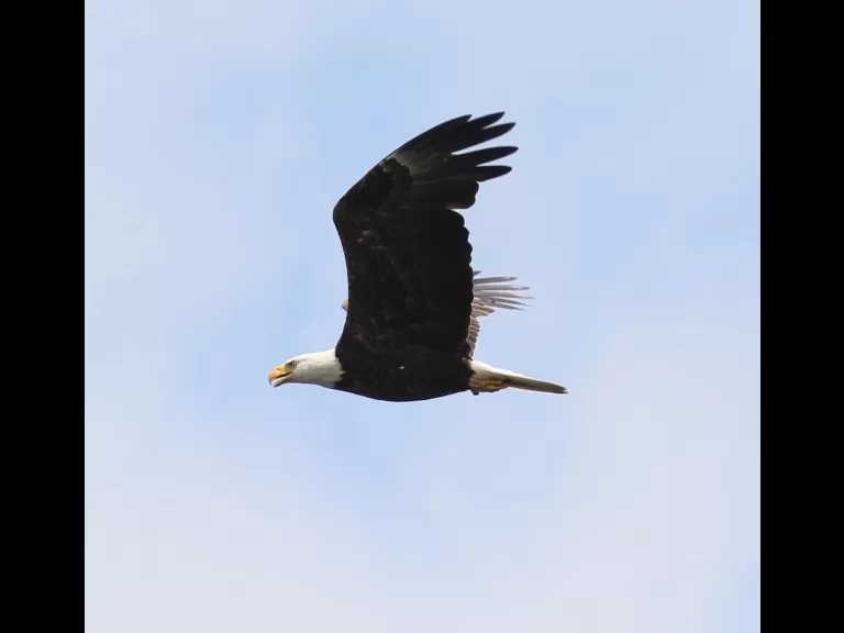 An immature bald eagle at its nest on Foss Reservoir in Framingham, photographed by Steve Forman.