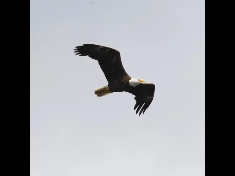 An immature bald eagle at its nest on Foss Reservoir in Framingham, photographed by Steve Forman.