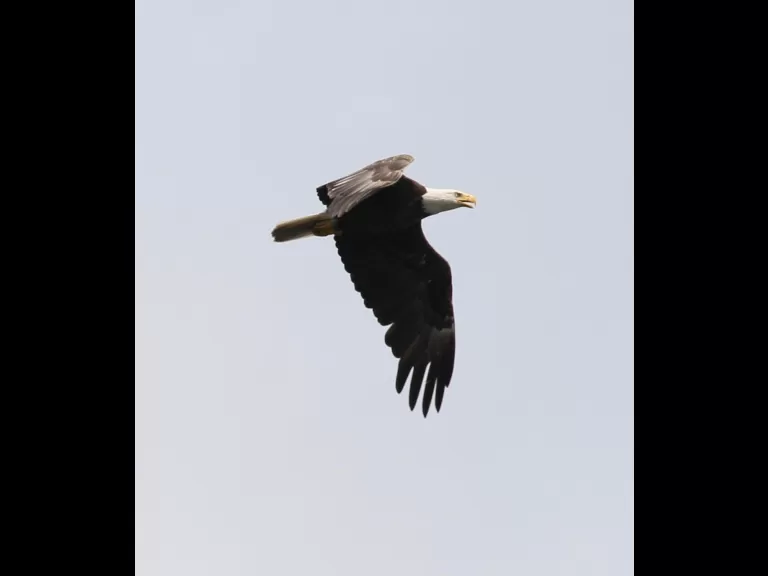 An immature bald eagle at its nest on Foss Reservoir in Framingham, photographed by Steve Forman.