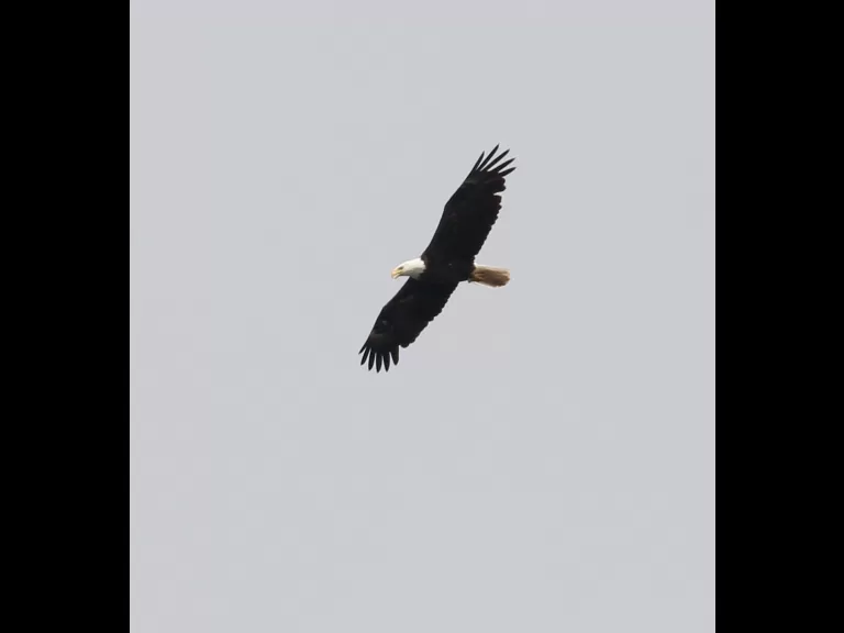 An immature bald eagle at its nest on Foss Reservoir in Framingham, photographed by Steve Forman.