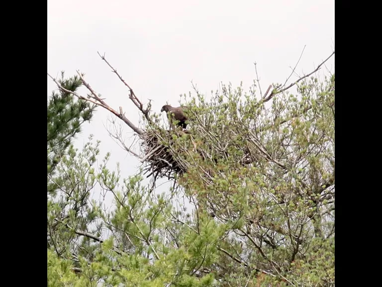 An immature bald eagle at its nest on Foss Reservoir in Framingham, photographed by Steve Forman.