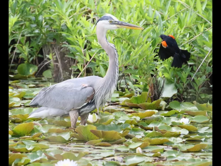 An American goldfinch at Farm Pond in Framingham, photographed by Steve Forman.