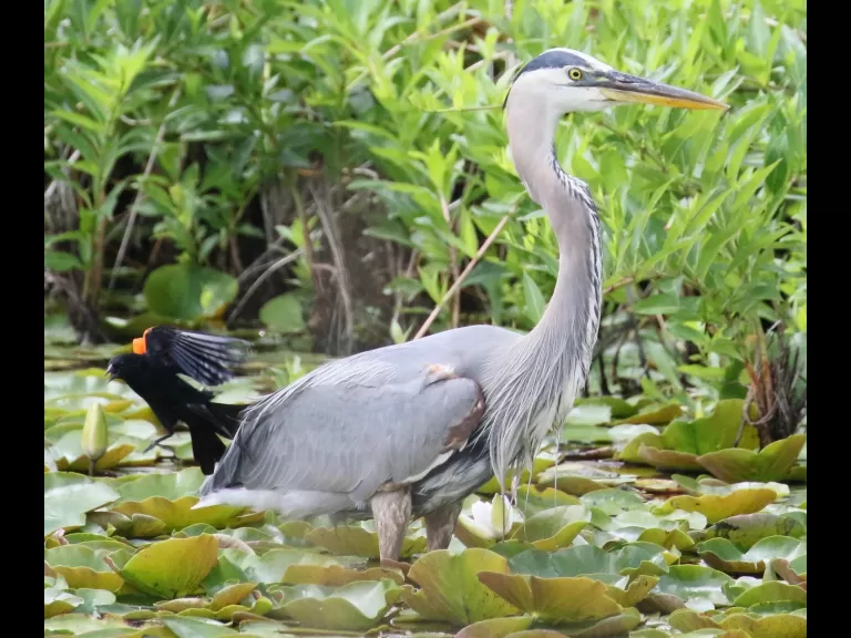 An American goldfinch at Farm Pond in Framingham, photographed by Steve Forman.