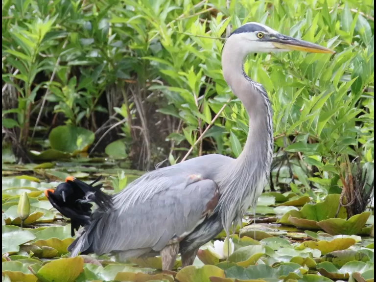 An American goldfinch at Farm Pond in Framingham, photographed by Steve Forman.