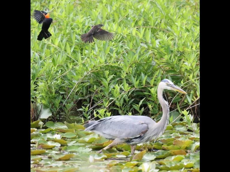 An American goldfinch at Farm Pond in Framingham, photographed by Steve Forman.