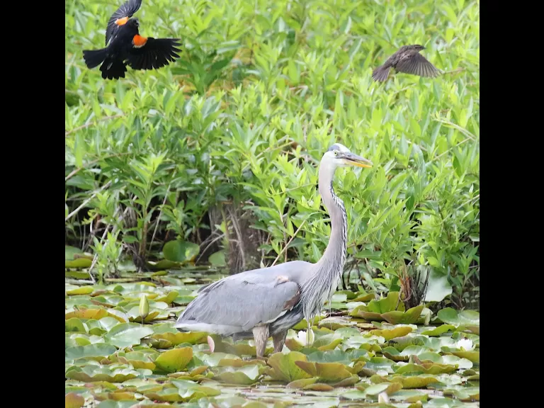 An American goldfinch at Farm Pond in Framingham, photographed by Steve Forman.