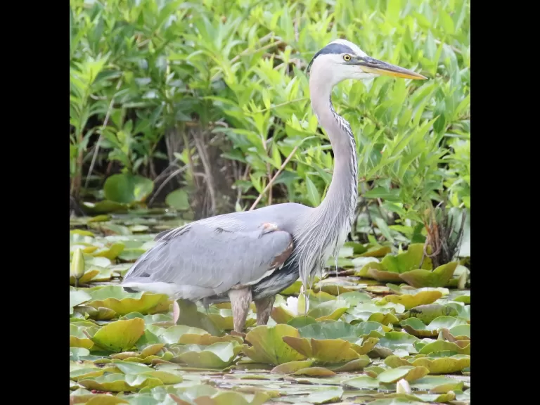 An American goldfinch at Farm Pond in Framingham, photographed by Steve Forman.