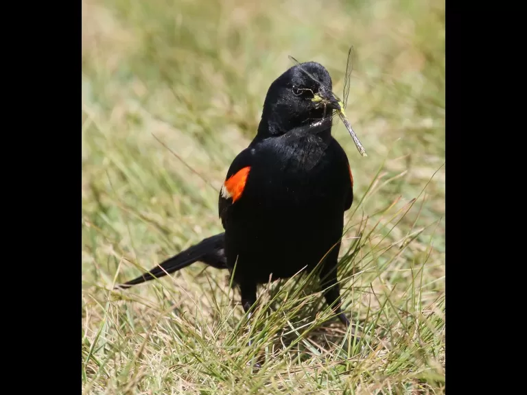 An American goldfinch at Farm Pond in Framingham, photographed by Steve Forman.