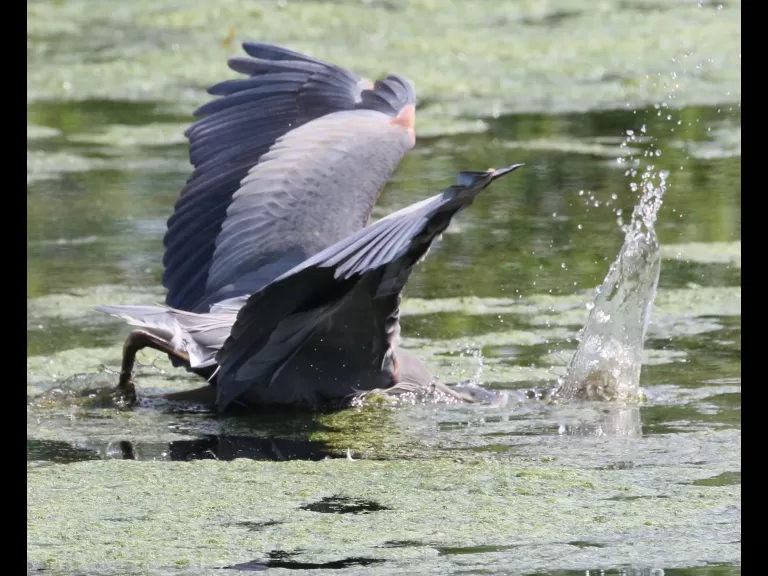 A great blue heron at Hager Pond in Marlborough, photographed by Steve Forman.