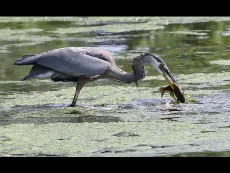 A great blue heron at Hager Pond in Marlborough, photographed by Steve Forman.