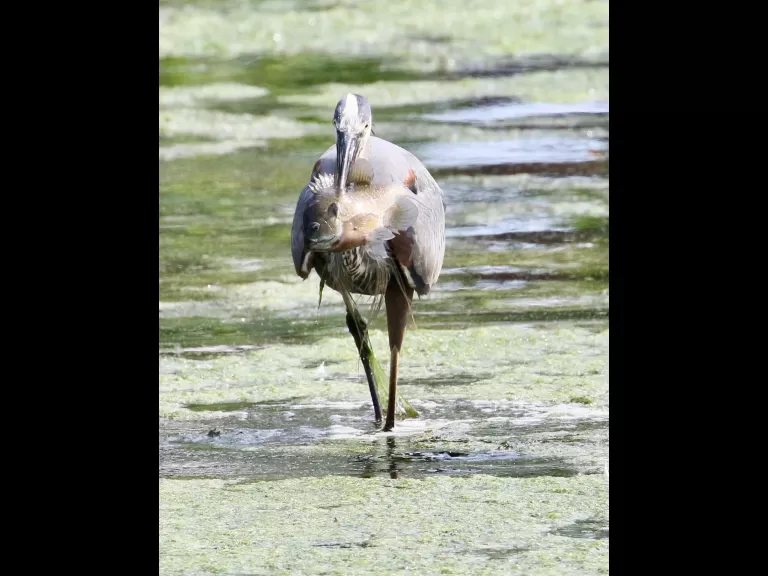 A great blue heron at Hager Pond in Marlborough, photographed by Steve Forman.