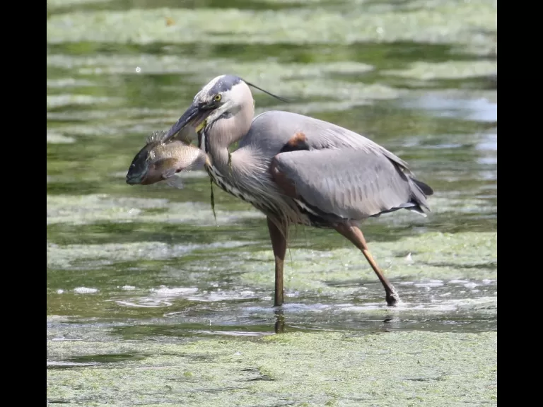 A great blue heron at Hager Pond in Marlborough, photographed by Steve Forman.