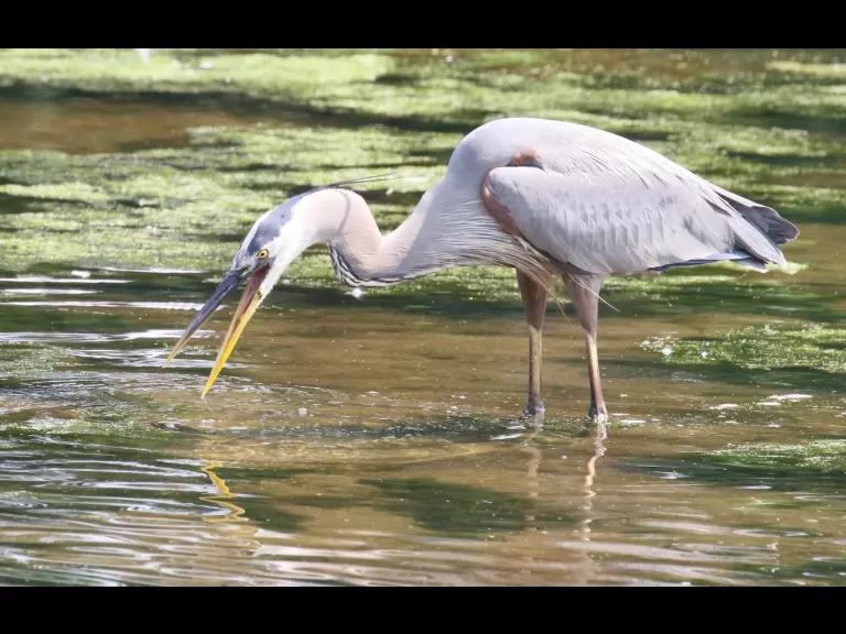 A great blue heron at Hager Pond in Marlborough, photographed by Steve Forman.