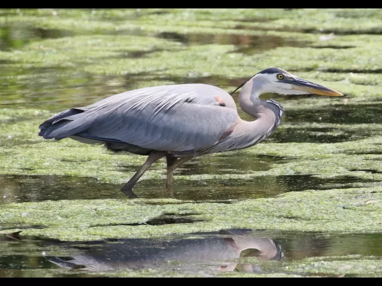 A great blue heron at Hager Pond in Marlborough, photographed by Steve Forman.