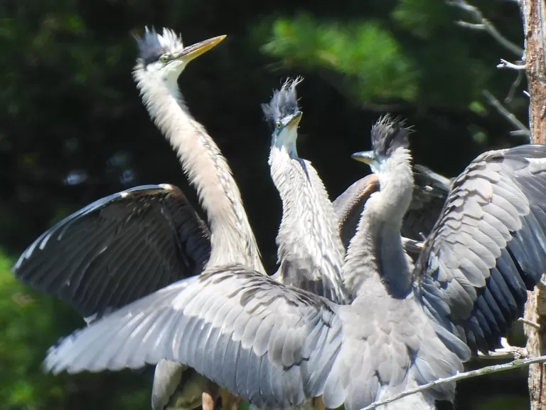 Great blue herons at Assabet River National Wildlife Refuge in Sudbury, photographed by Marie Rock.