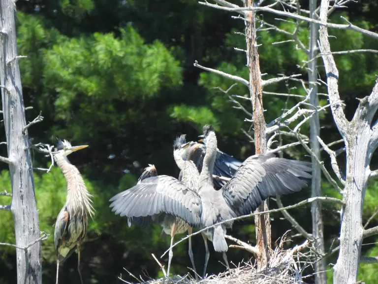 Great blue herons at Assabet River National Wildlife Refuge in Sudbury, photographed by Marie Rock.