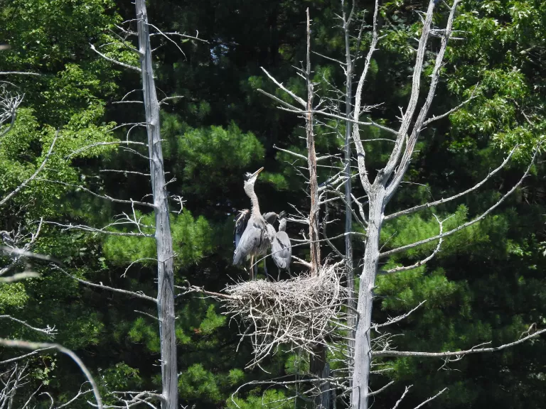 Great blue herons at Assabet River National Wildlife Refuge in Sudbury, photographed by Marie Rock.