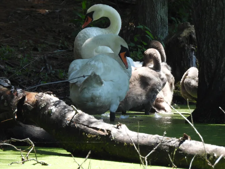 Mute swans at Assabet River National Wildlife Refuge in Sudbury, photographed by Marie Rock.