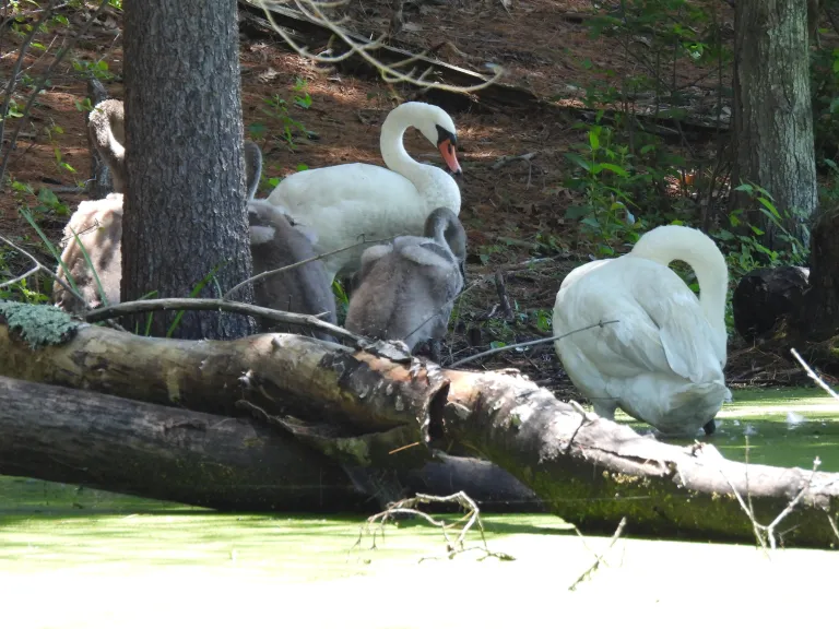 Mute swans at Assabet River National Wildlife Refuge in Sudbury, photographed by Marie Rock.