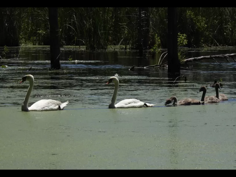 Mute swans at Assabet River National Wildlife Refuge in Sudbury, photographed by Marie Rock.