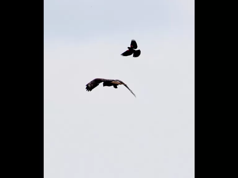 A red-winged blackbird and a red-tailed hawk at Breakneck Hill Conservation Land in Southborough, photographed by Steve Forman.