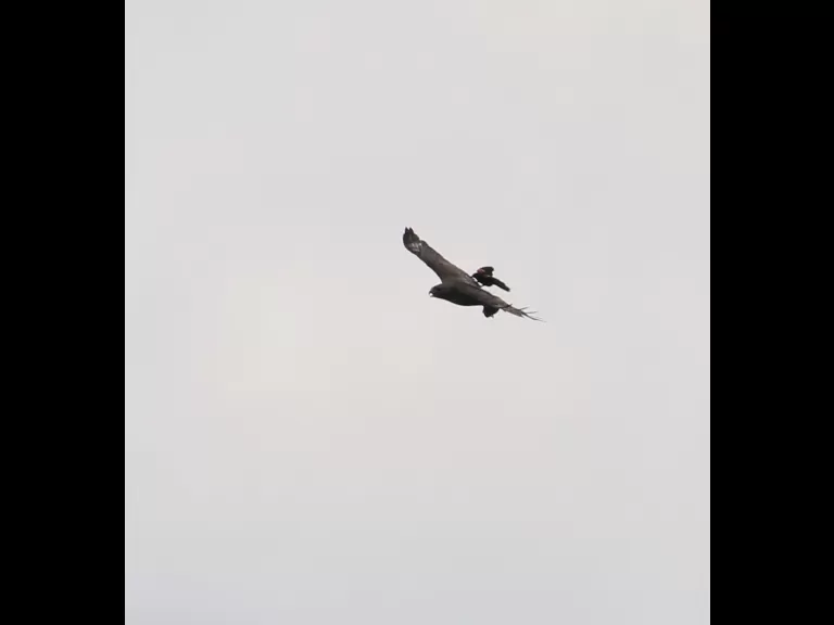 A red-winged blackbird and a red-tailed hawk at Breakneck Hill Conservation Land in Southborough, photographed by Steve Forman.