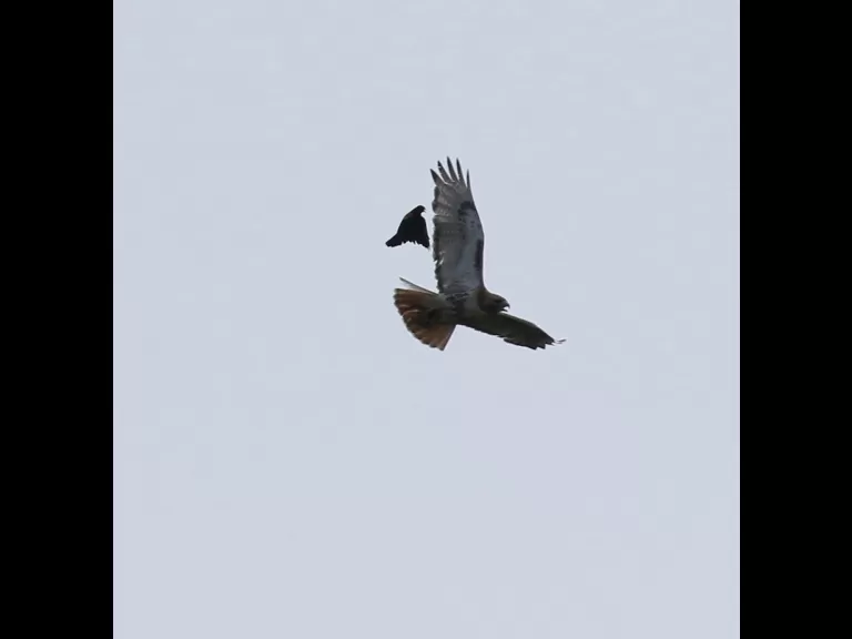 A red-winged blackbird and a red-tailed hawk at Breakneck Hill Conservation Land in Southborough, photographed by Steve Forman.