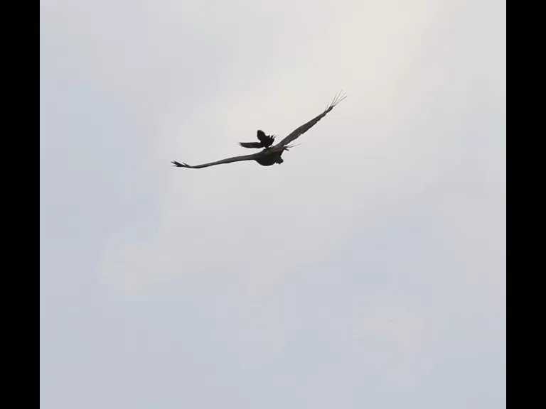 A red-winged blackbird and a red-tailed hawk at Breakneck Hill Conservation Land in Southborough, photographed by Steve Forman.