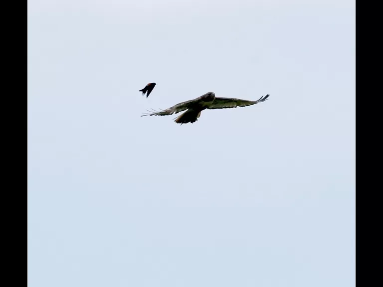 A red-winged blackbird and a red-tailed hawk at Breakneck Hill Conservation Land in Southborough, photographed by Steve Forman.