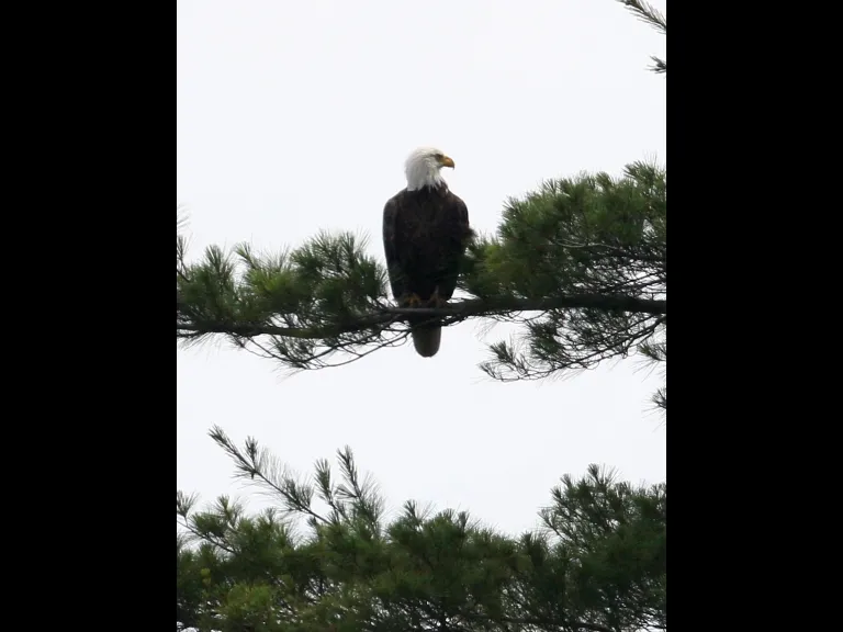 An immature bald eagle at Foss Reservoir in Framingham, photographed by Steve Forman.