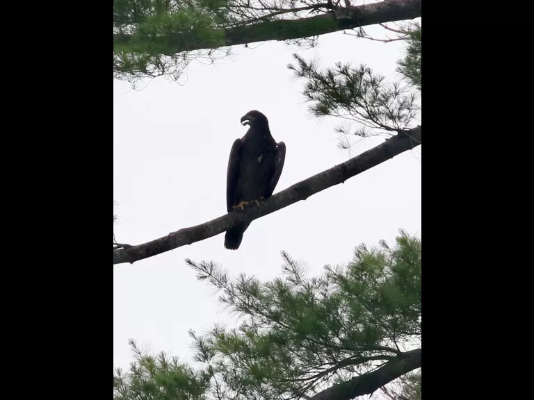 An immature bald eagle at Foss Reservoir in Framingham, photographed by Steve Forman.
