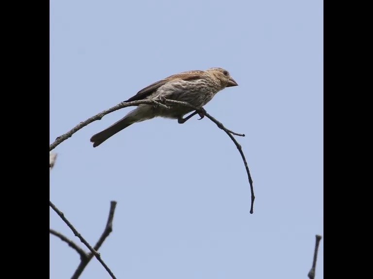 An American crow at Breakneck Hill Conservation Land in Southborough, photographed by Steve Forman.