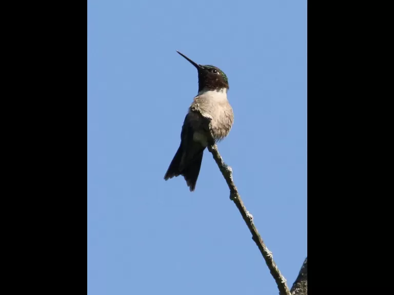 An American crow at Breakneck Hill Conservation Land in Southborough, photographed by Steve Forman.