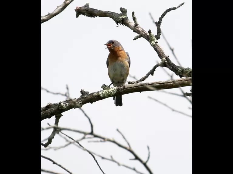 A cedar waxwing at Breakneck Hill Conservation Land in Southborough, photographed by Steve Forman.