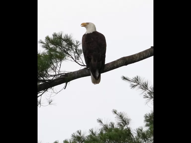 A bald eagle at Foss Reservoir in Framingham, photographed by Steve Forman.