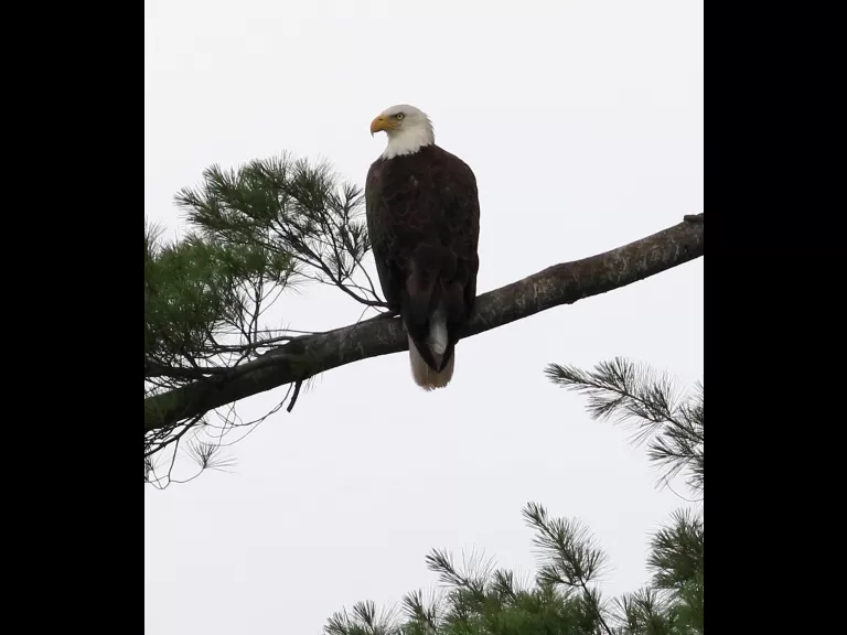 A bald eagle at Foss Reservoir in Framingham, photographed by Steve Forman.