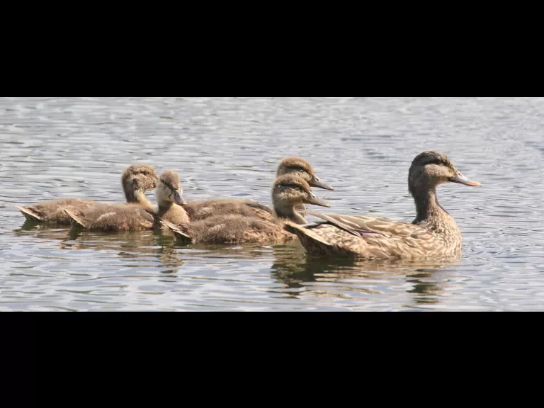 A common whitetail dragonfly at Hager Pond in Marlborough, photographed by Steve Forman.