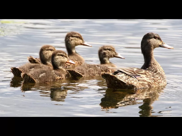 A common whitetail dragonfly at Hager Pond in Marlborough, photographed by Steve Forman.