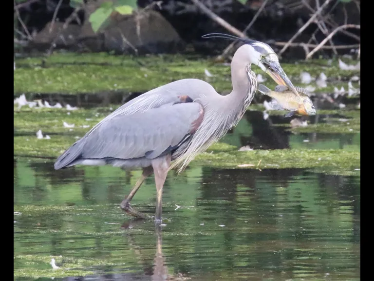 Mute swans at Hager Pond in Marlborough, photographed by Steve Forman.